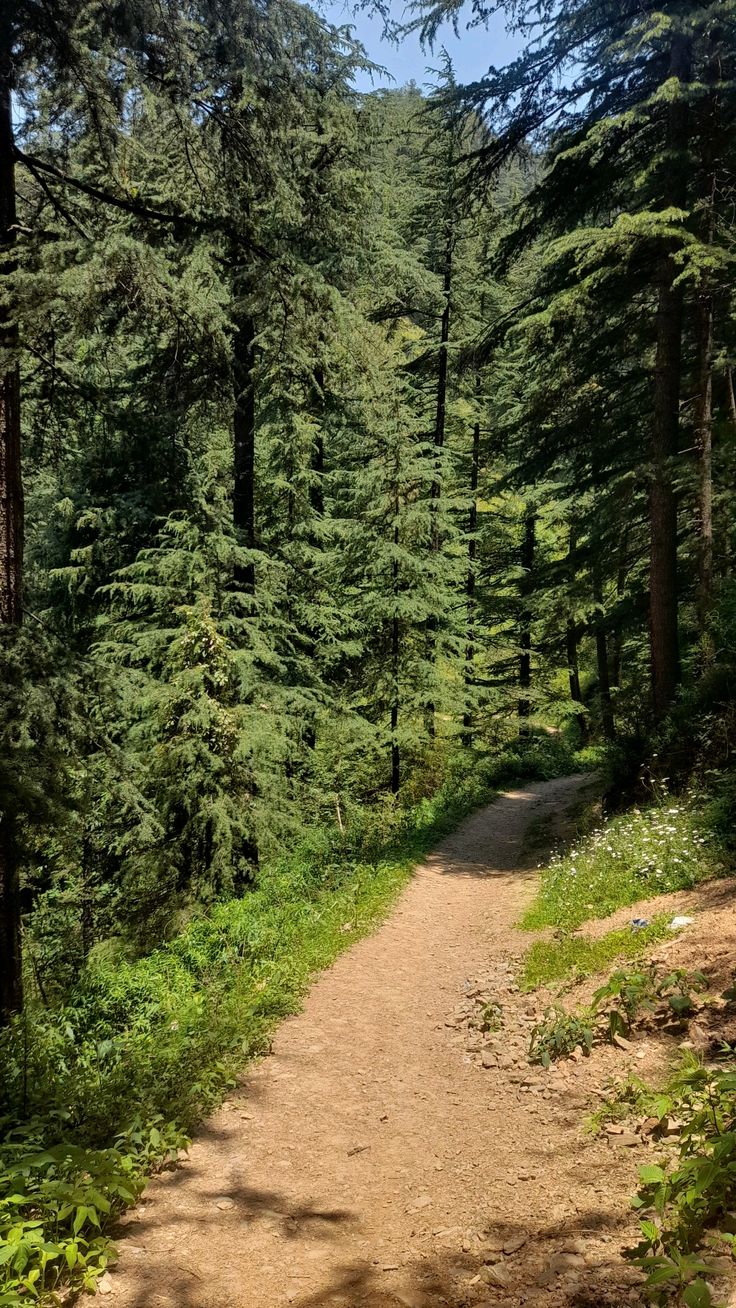 Forest Trails