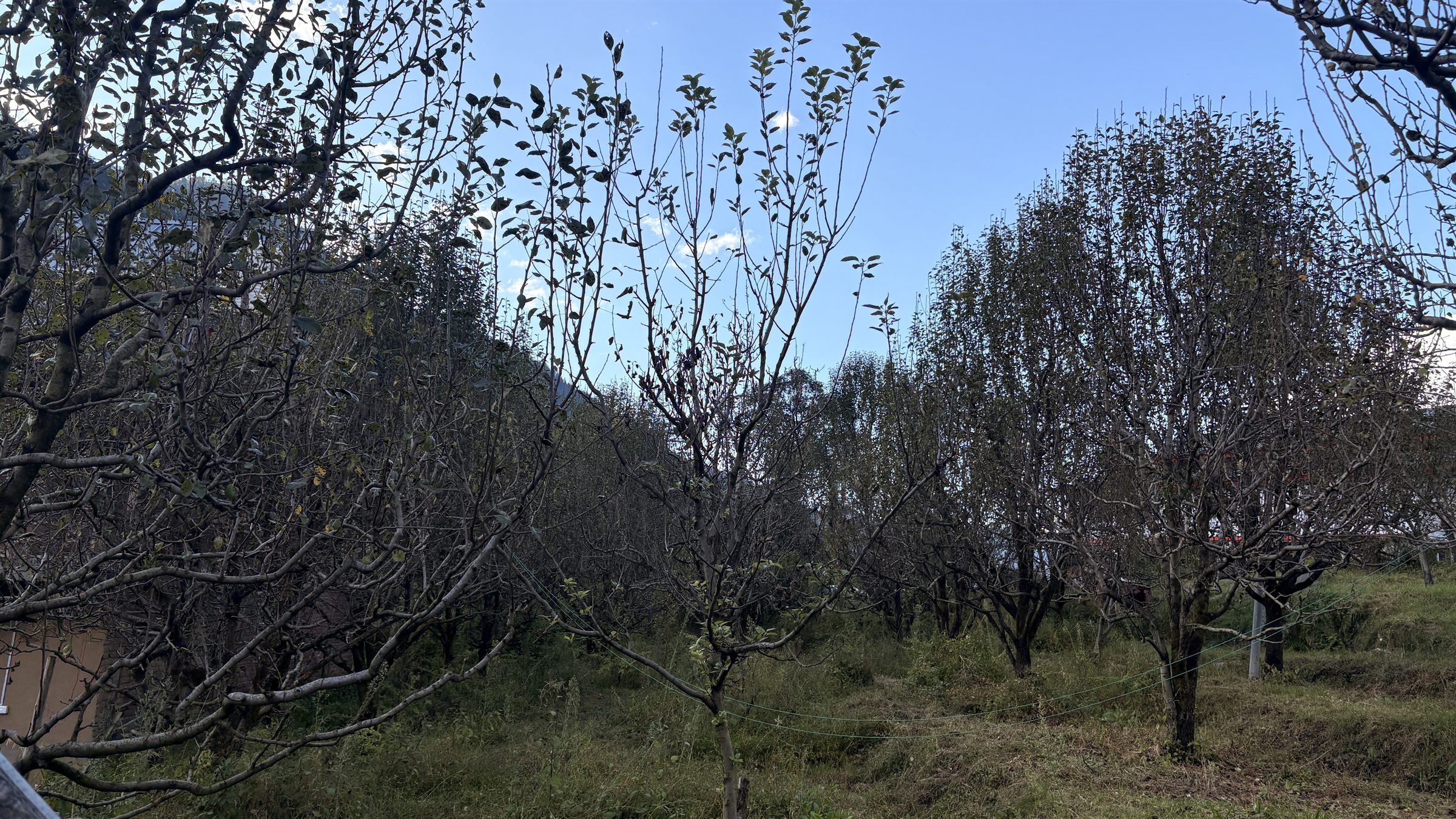 Apple orchard walk